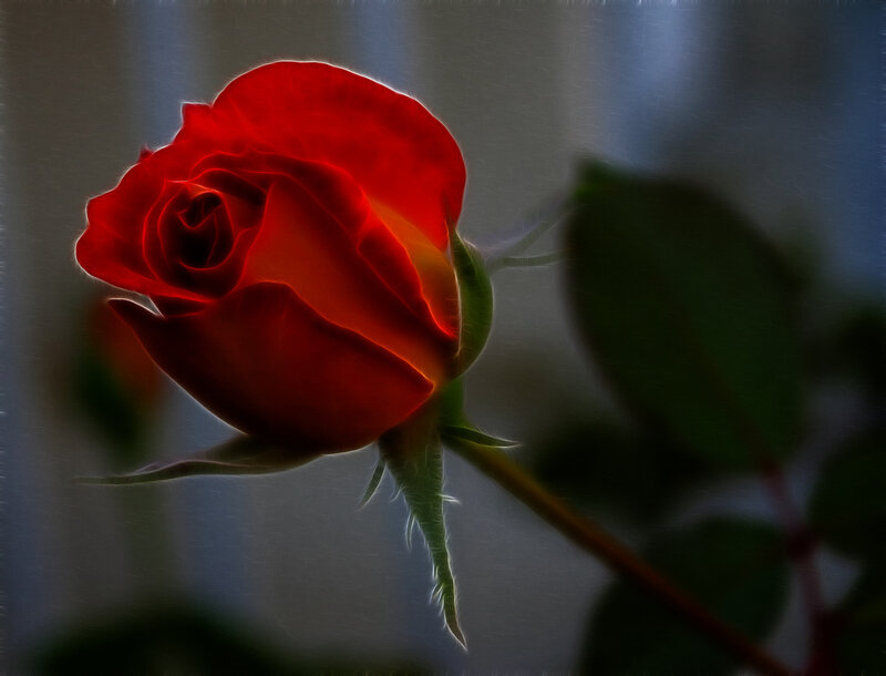 Red rose in soft light