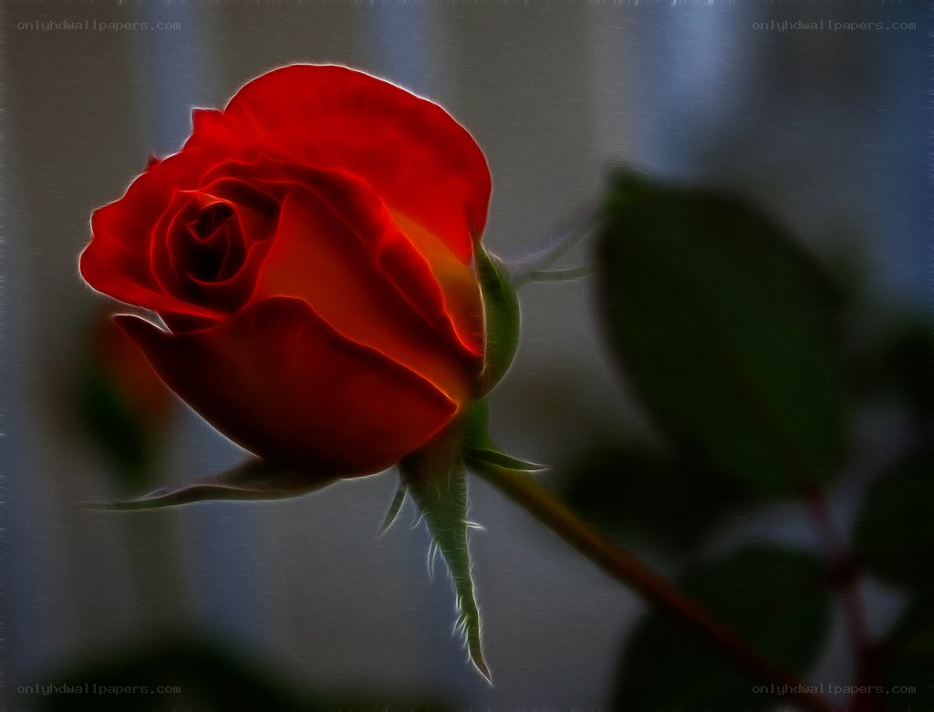 Red rose in soft light
