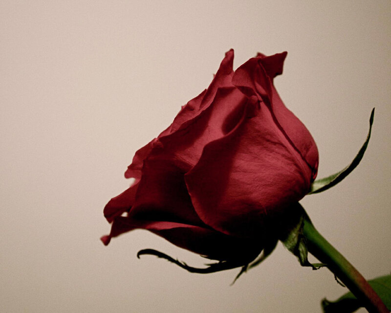 red rose in soft light