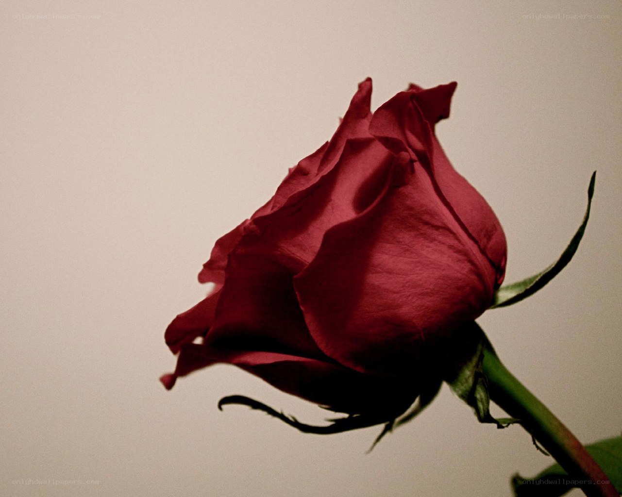 red rose in soft light