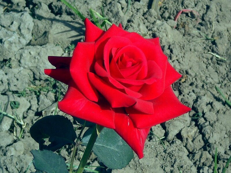 Red Rose in Soil — Natural