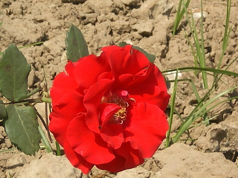Red Rose in Soil