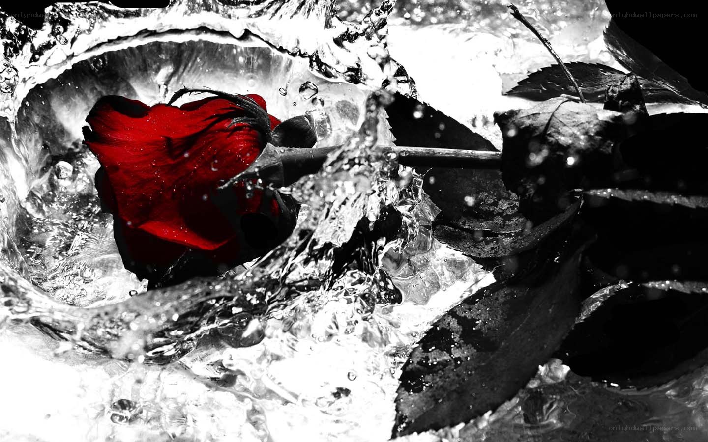 red rose in splashing water