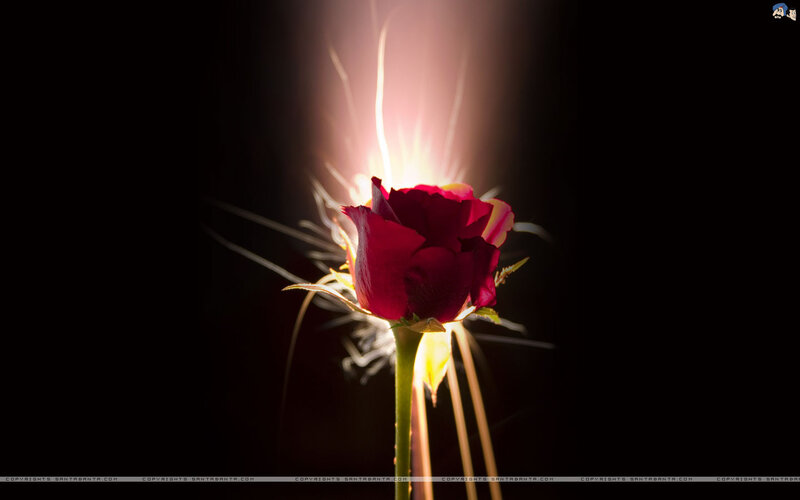 Red Rose in Spotlight — Dramatic