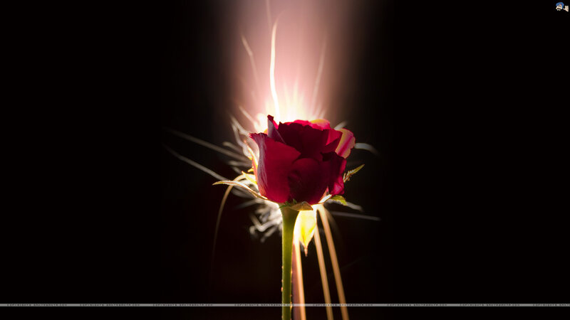 Red Rose in Spotlight