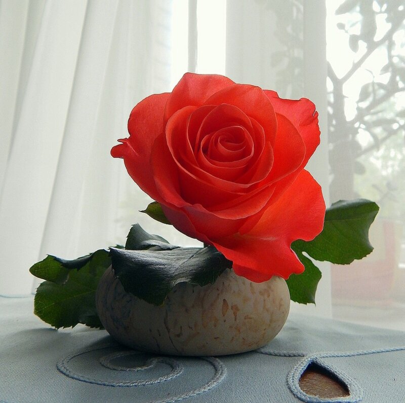 Red Rose in Stone Vase