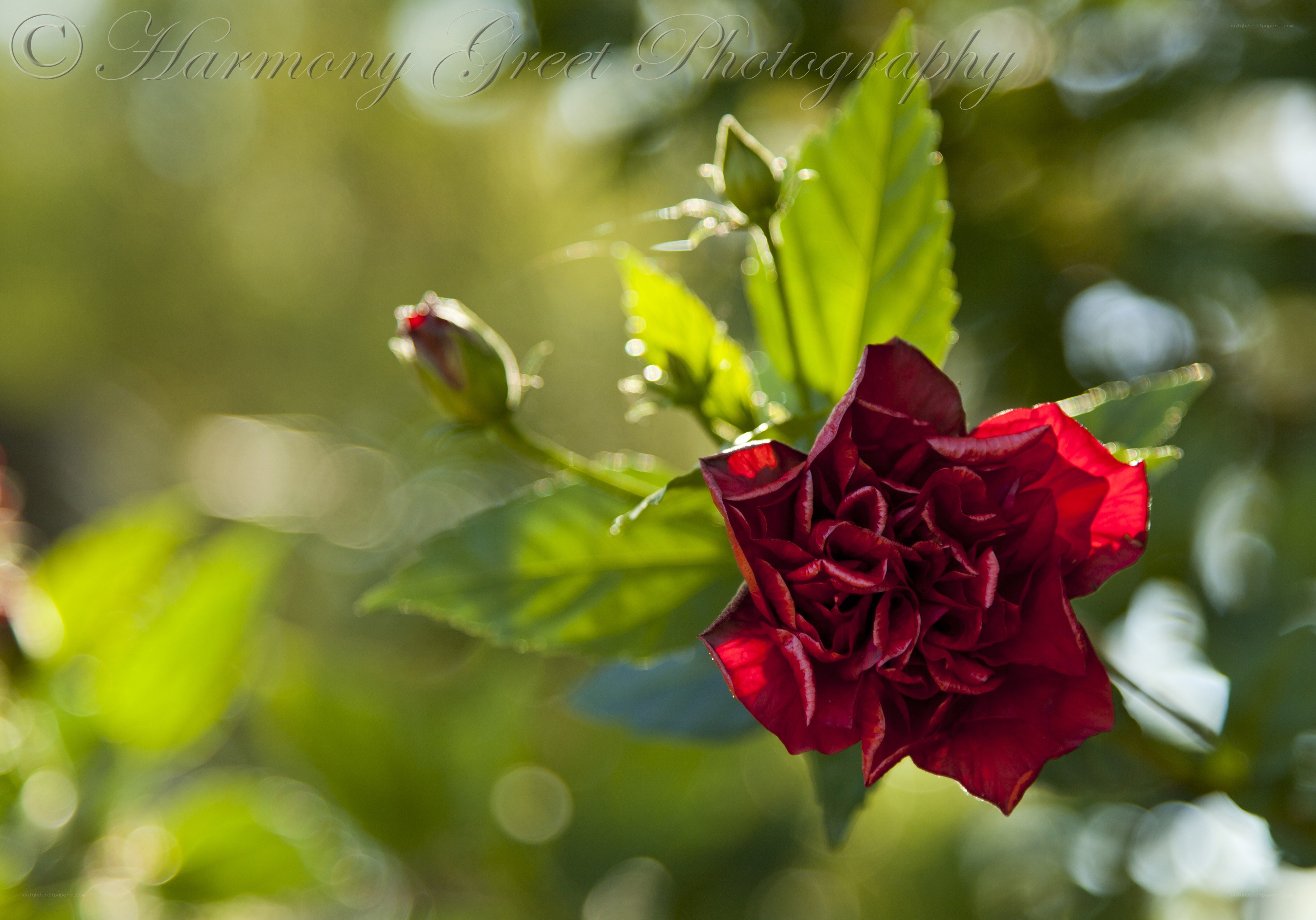 Red rose in sunlight