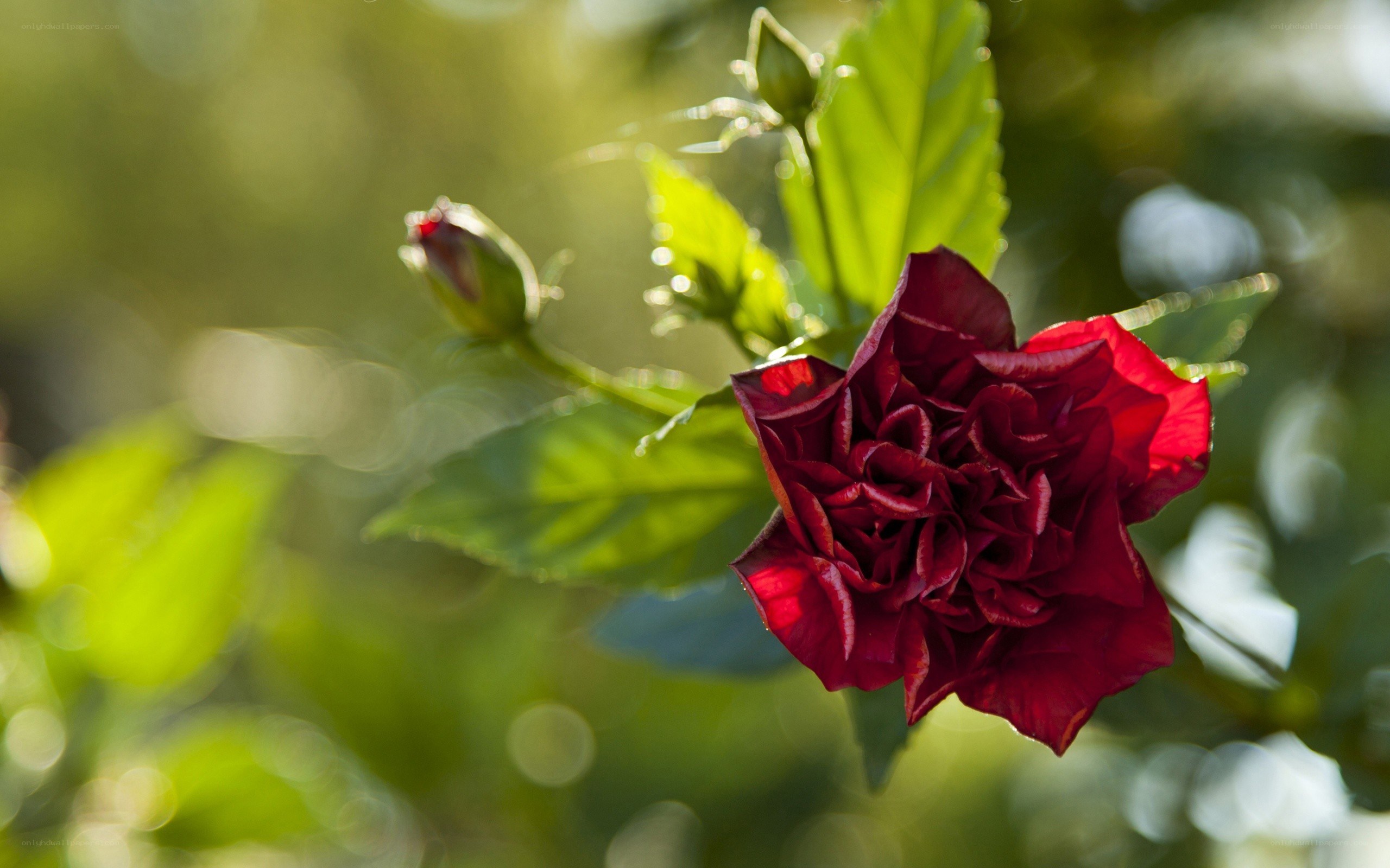 Red rose in sunlight