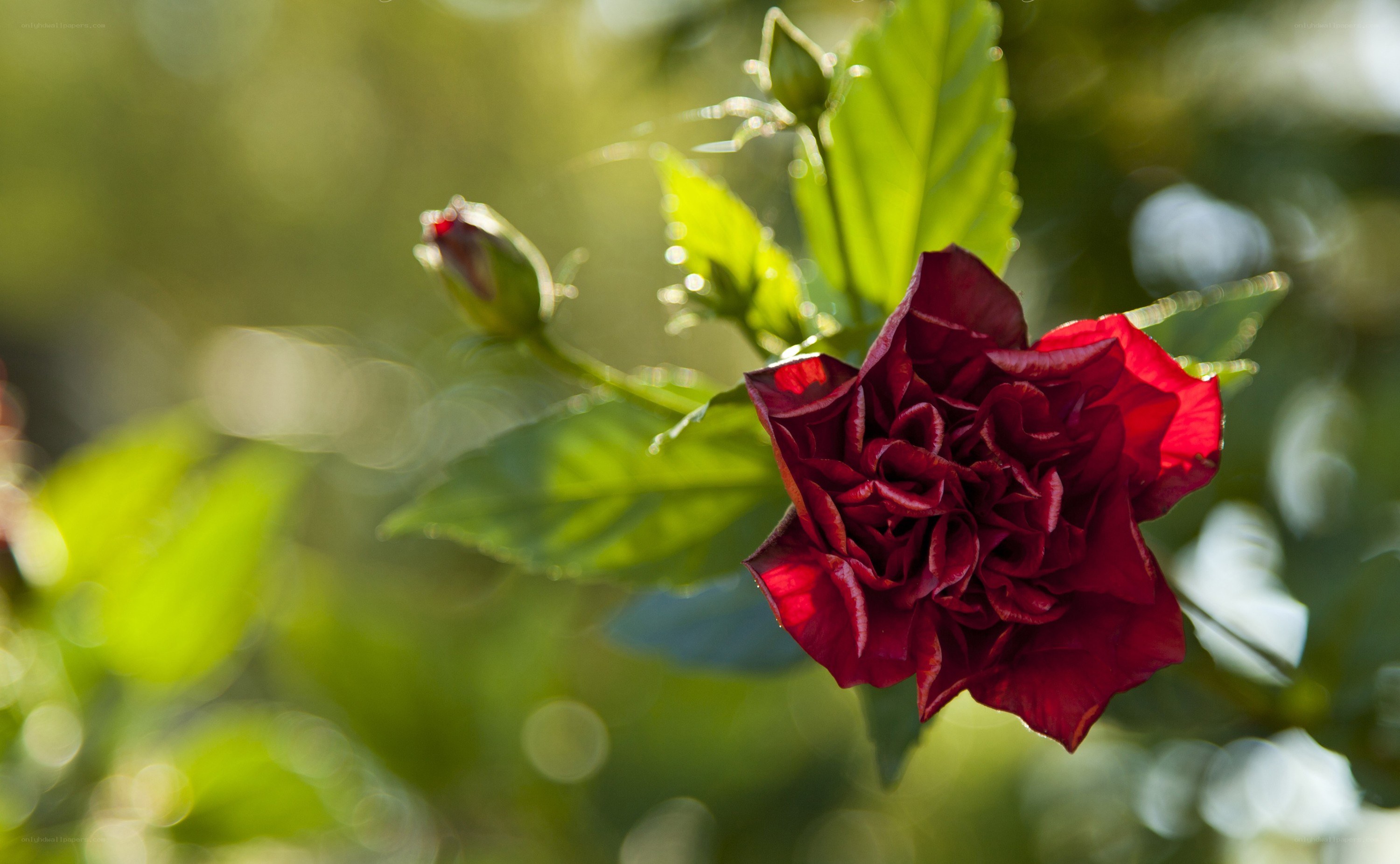 Red rose in sunlight