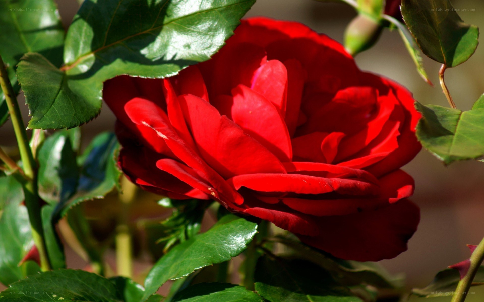 Red rose in sunlight