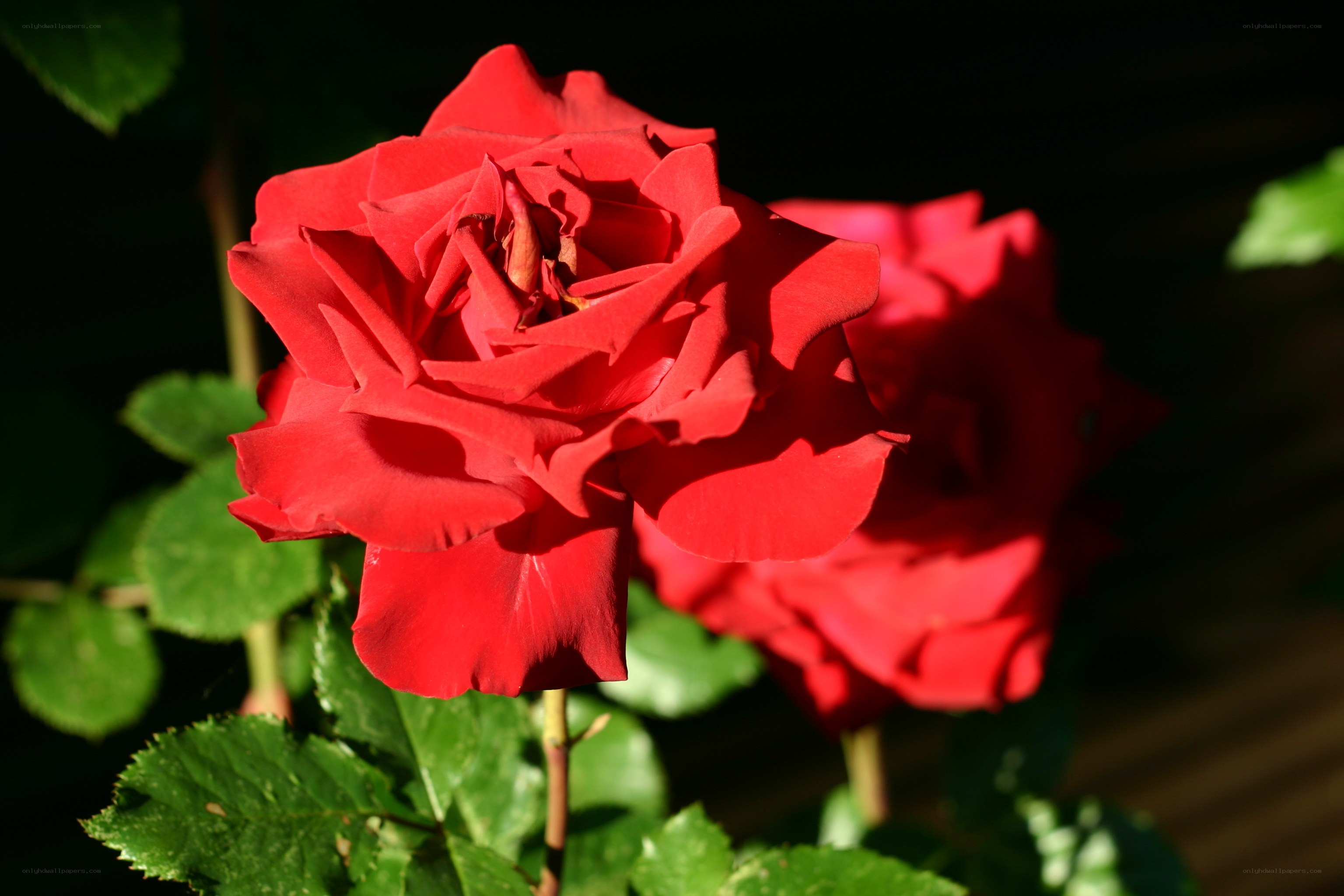 Red rose in sunlight
