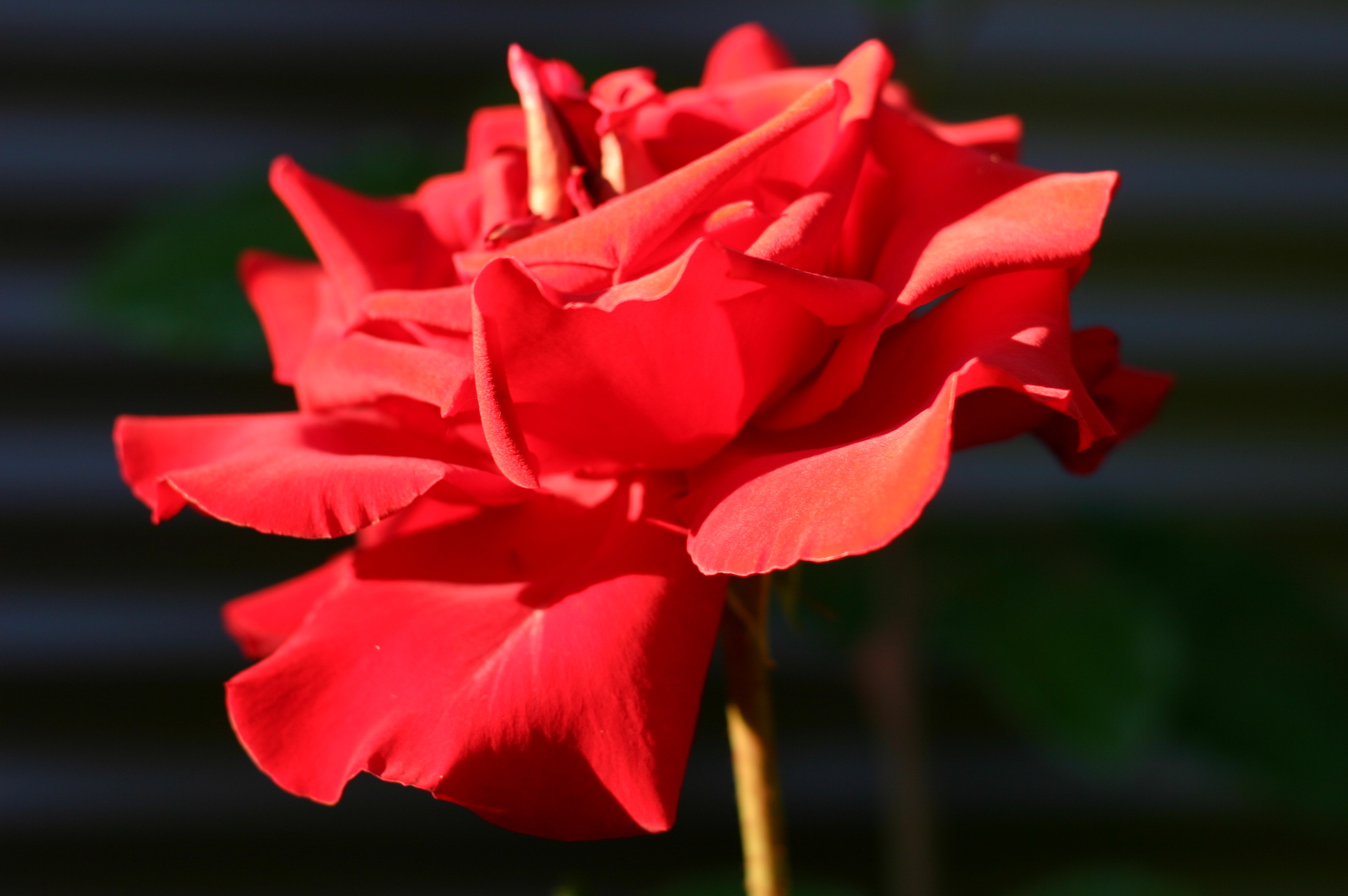 Red rose in sunlight