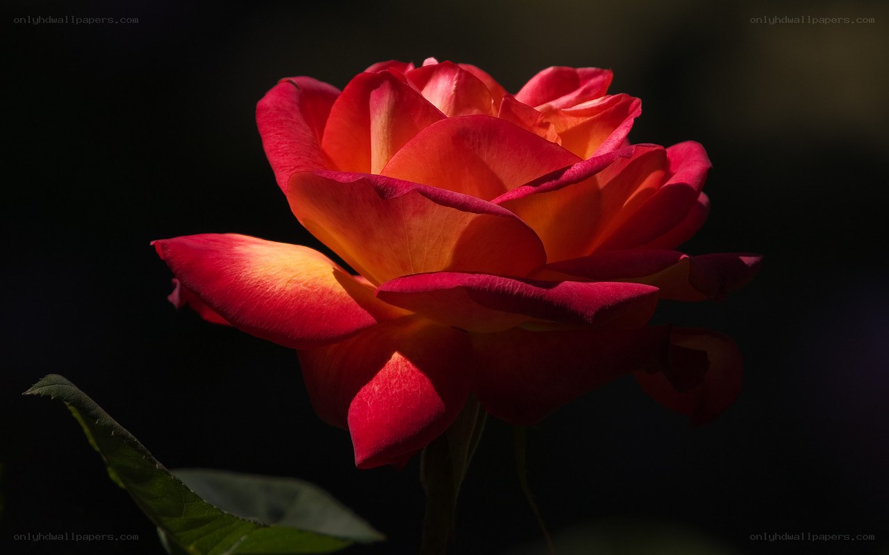 Red rose in sunlight