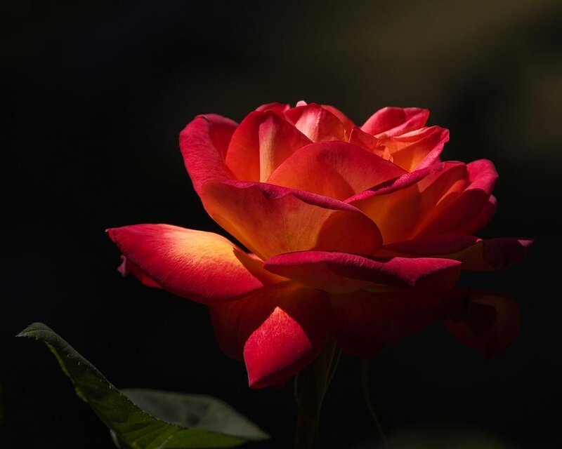 Red rose in sunlight