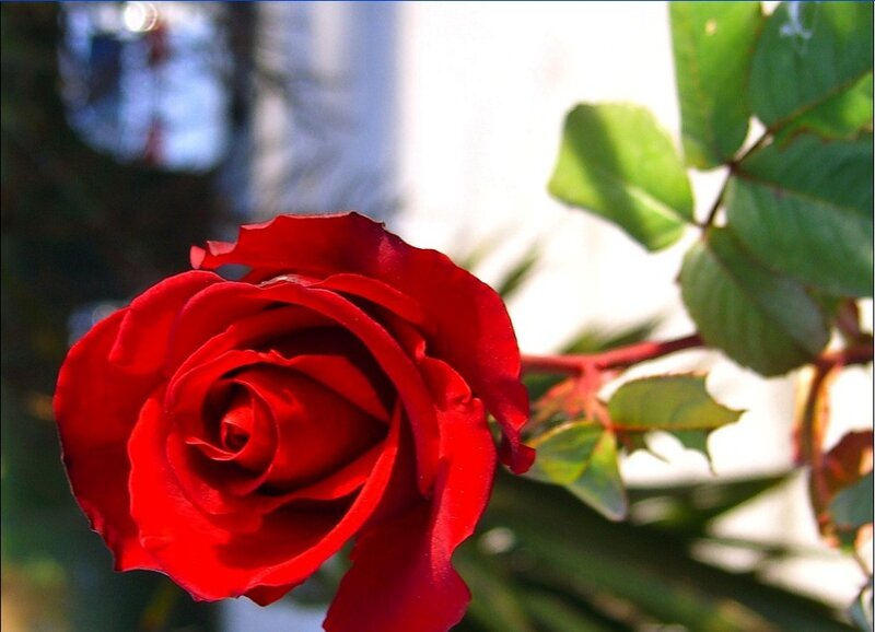 Red rose in sunlight