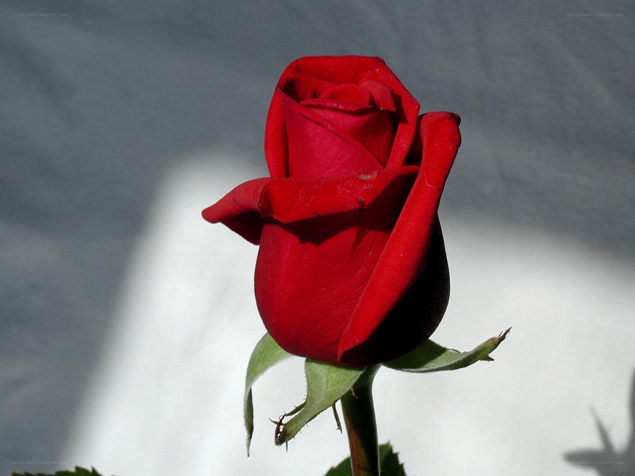 Red rose in sunlight