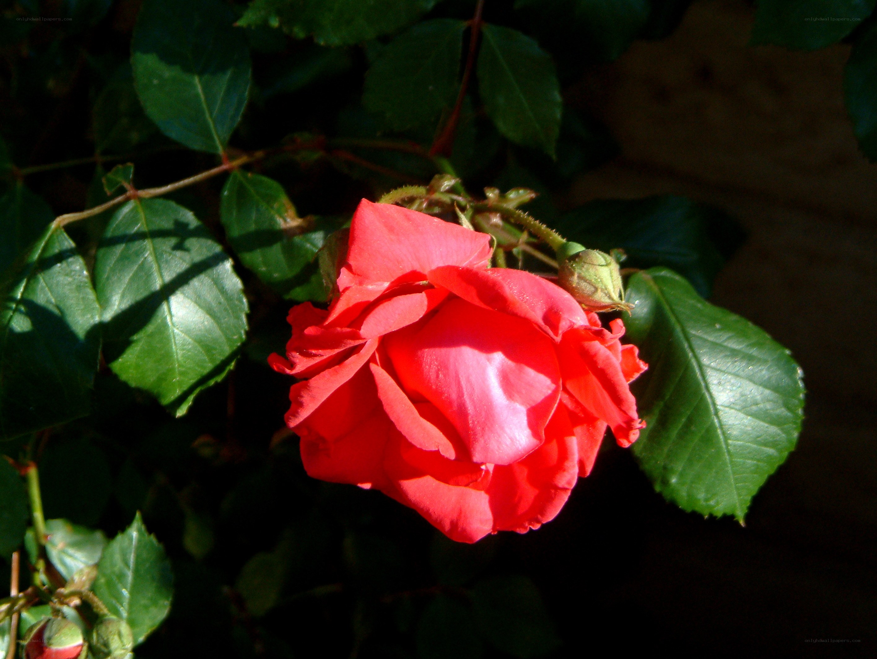 Red rose in sunlight