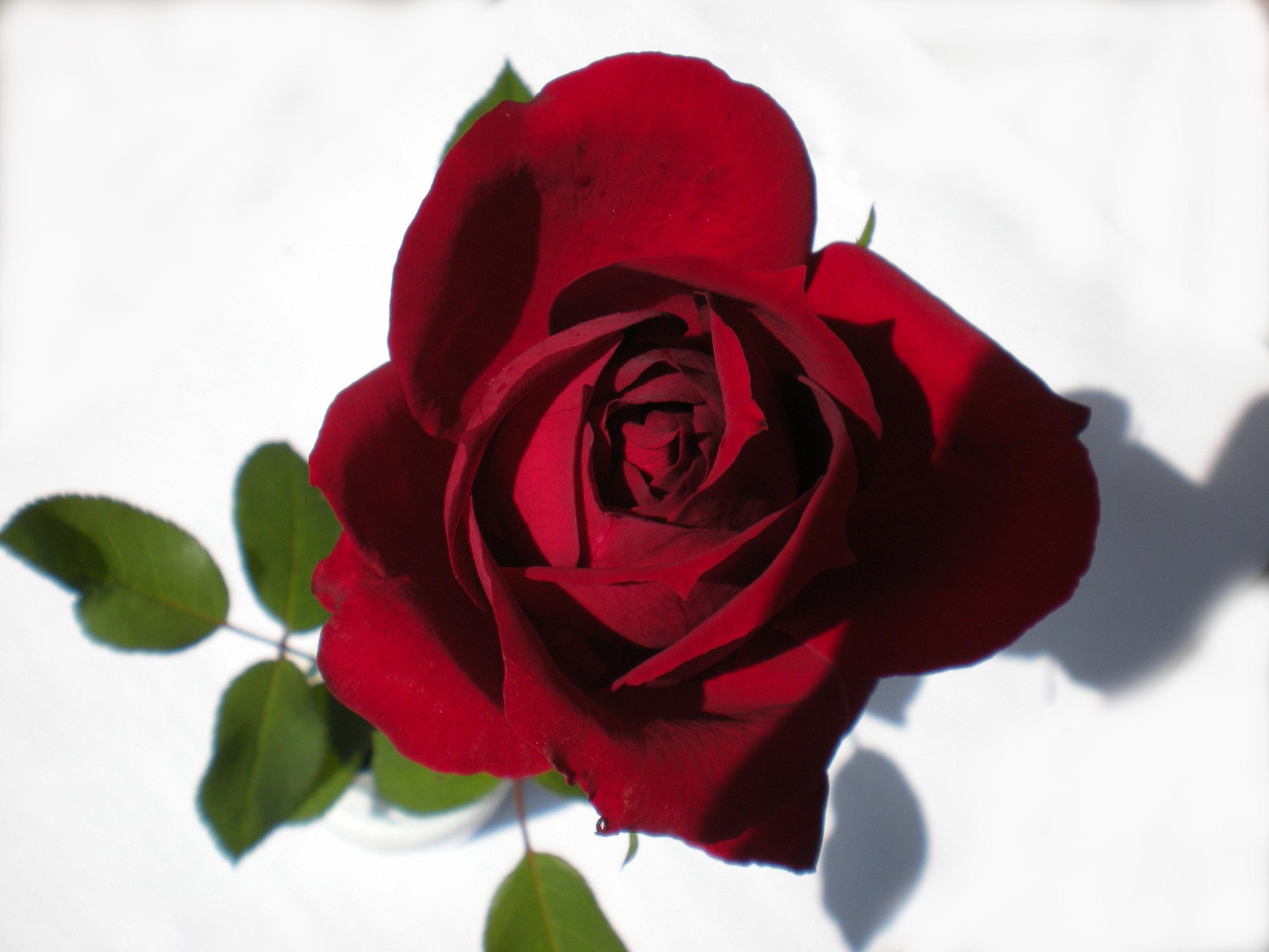Red rose in sunlight