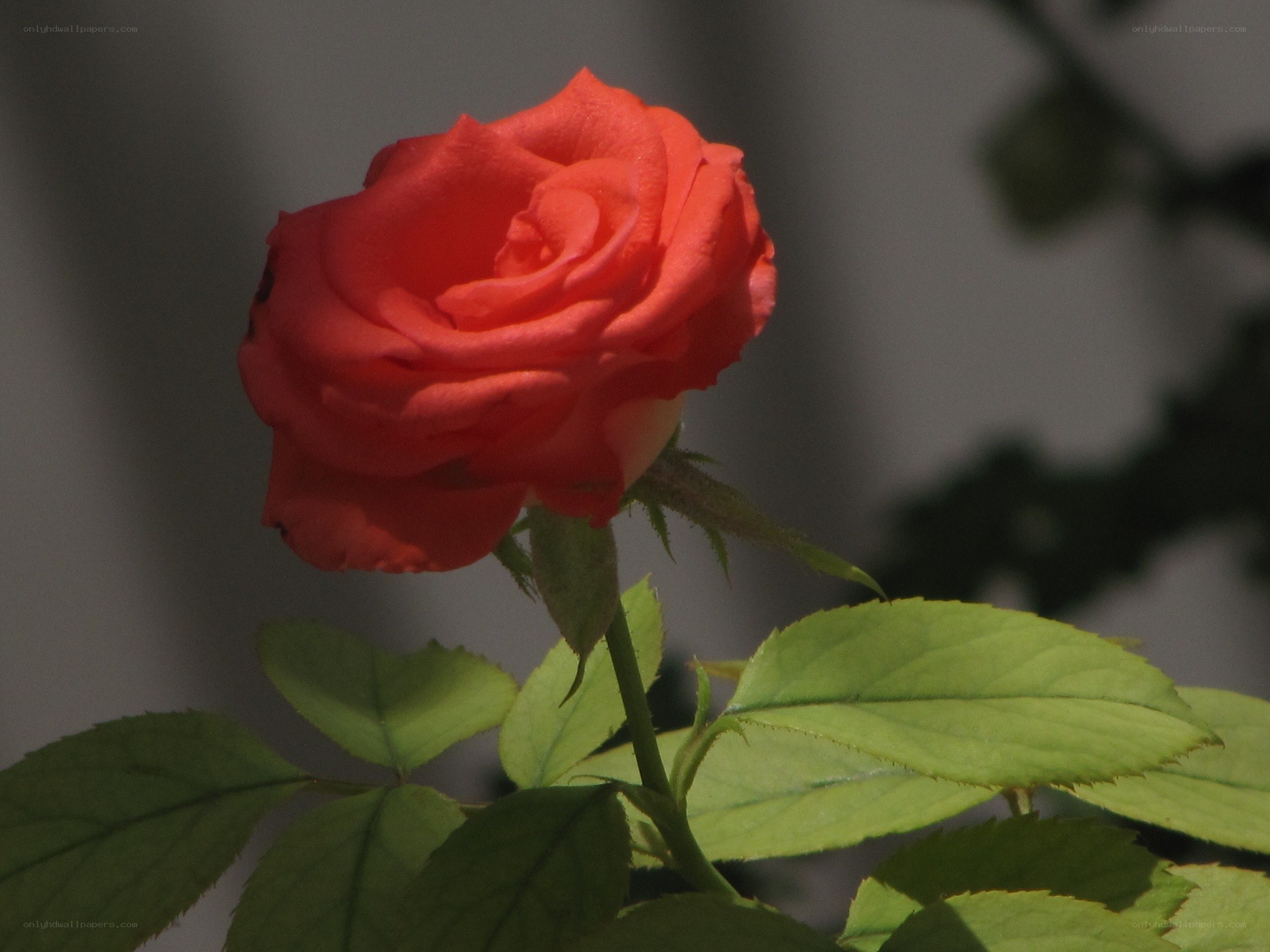 Red rose in sunlight