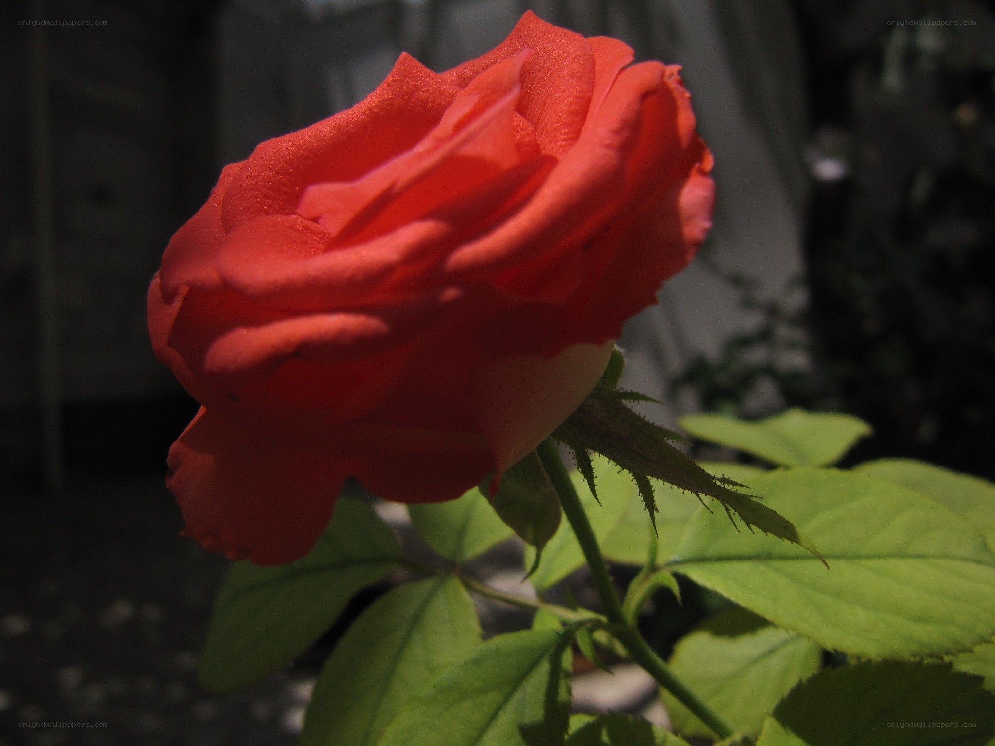Red rose in sunlight