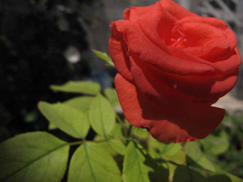 Red rose in sunlight