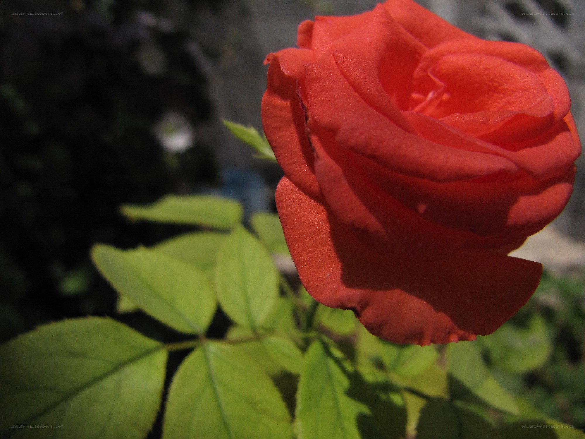 Red rose in sunlight