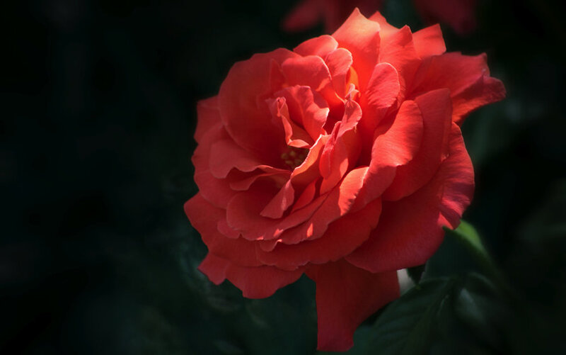 Red rose in sunlight