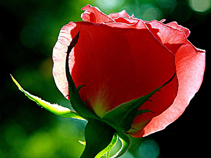 Red rose in sunlight