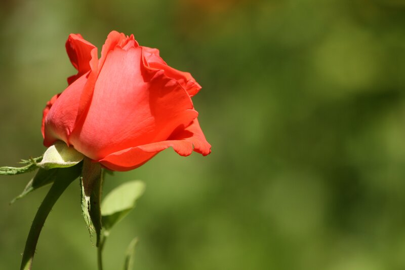 Red rose in sunlight