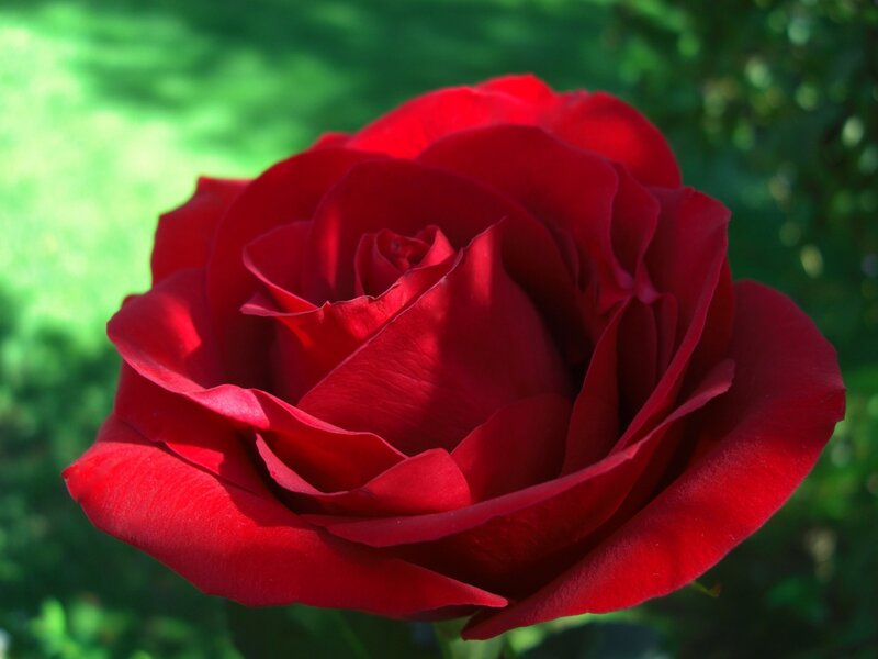 Red rose in sunlight