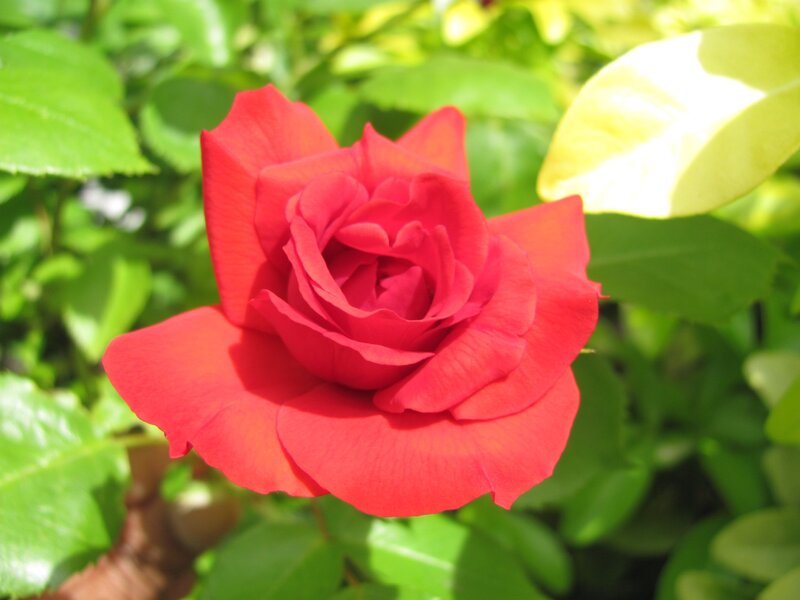Red rose in sunlight