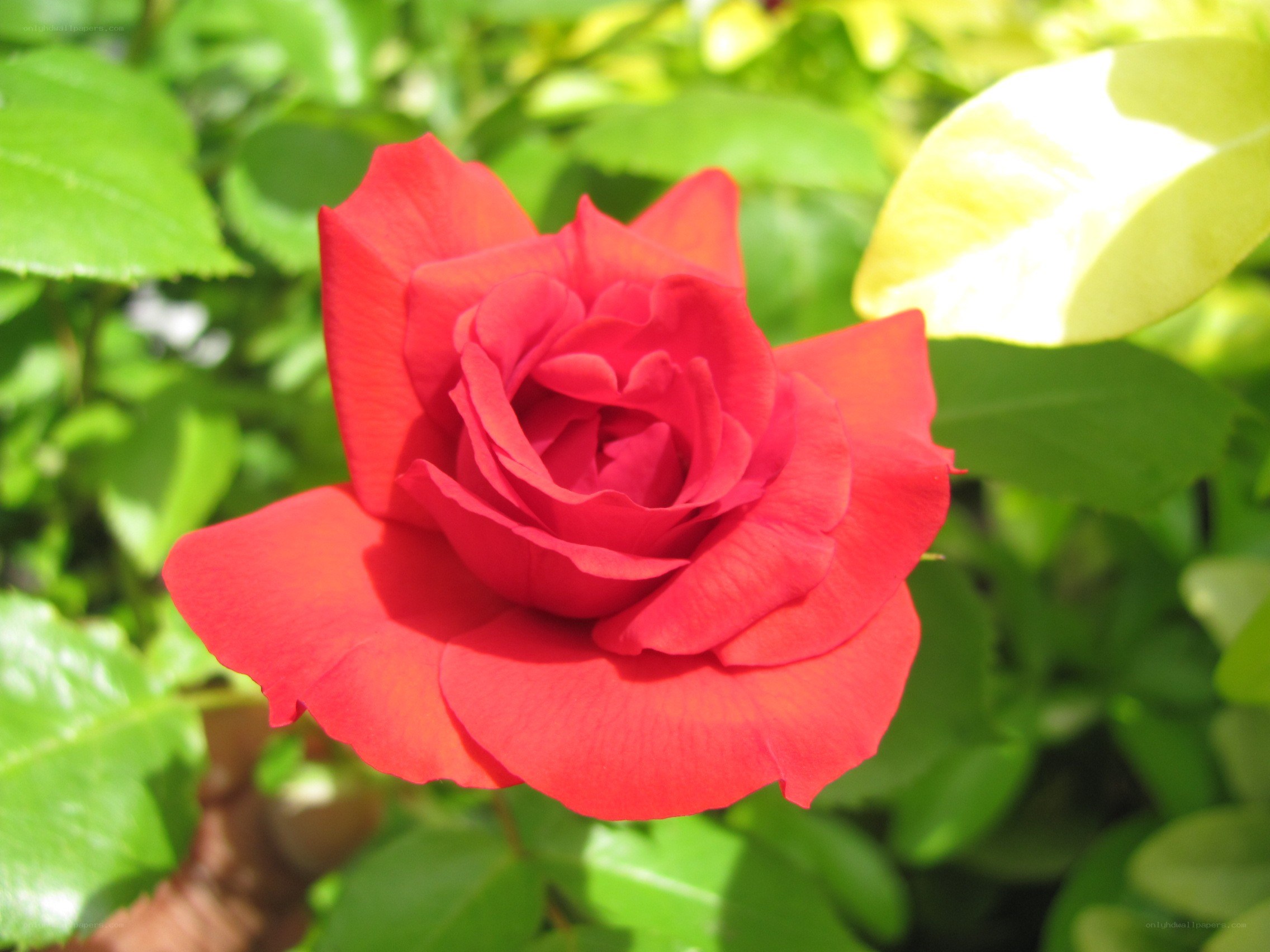 Red rose in sunlight