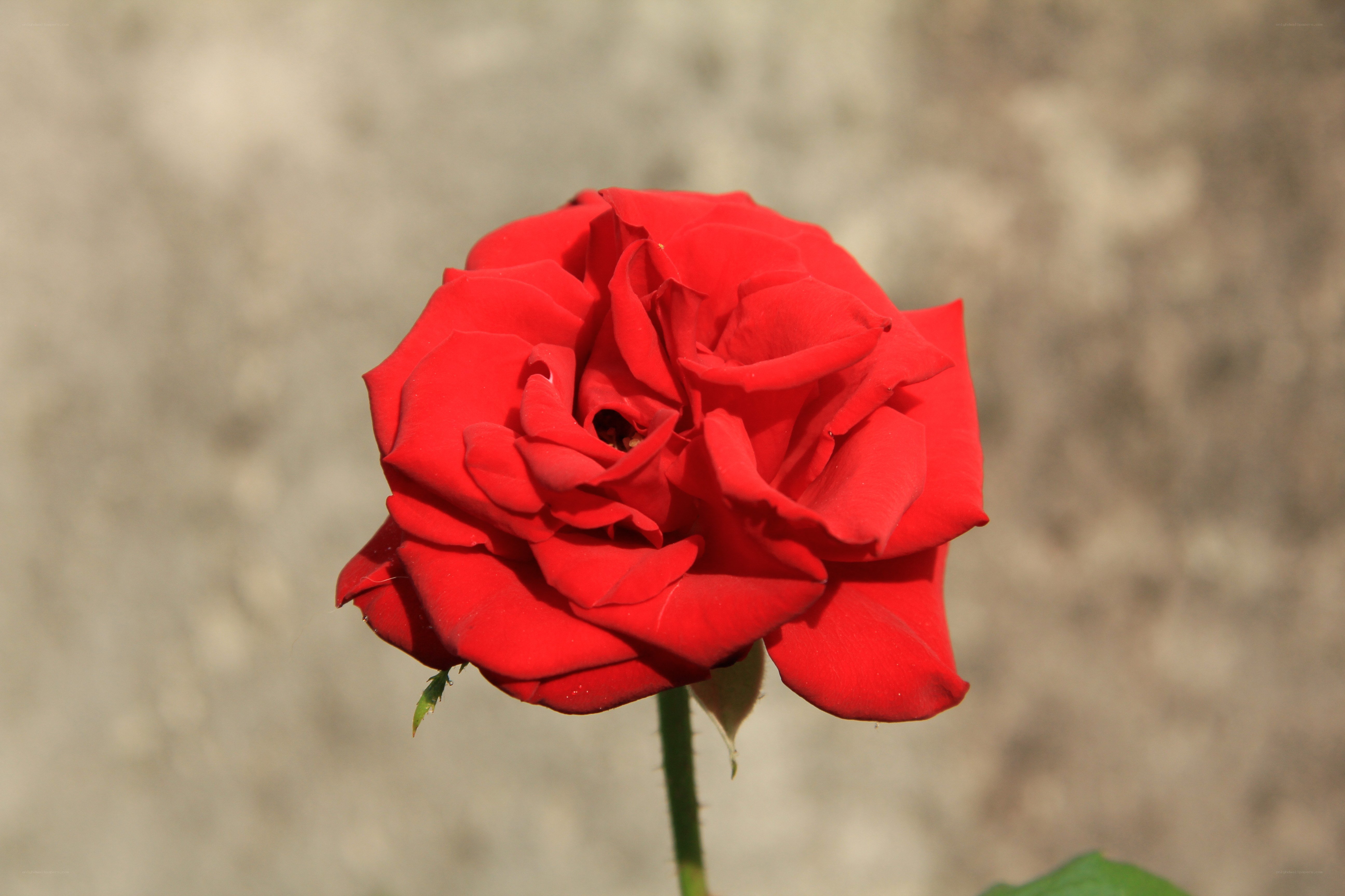 Red rose in sunlight