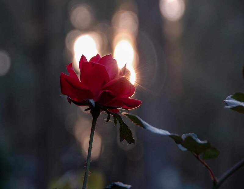 Red Rose in Sunlight — Dramatic, Sunset, Photograph, Bokeh