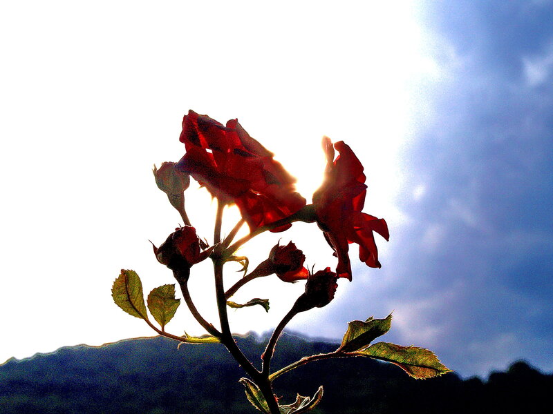 Red Rose in Sunlight — Dramatic, Sunset, Photograph