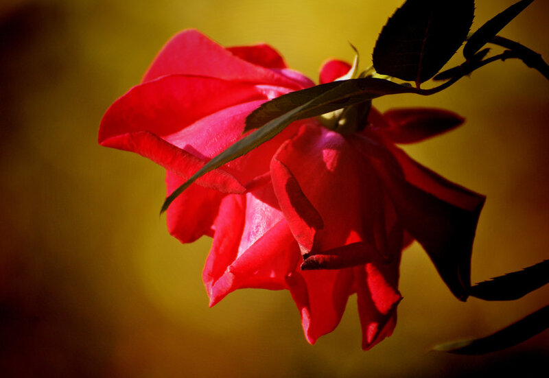 Red Rose in Sunlight — Dramatic, Sunset