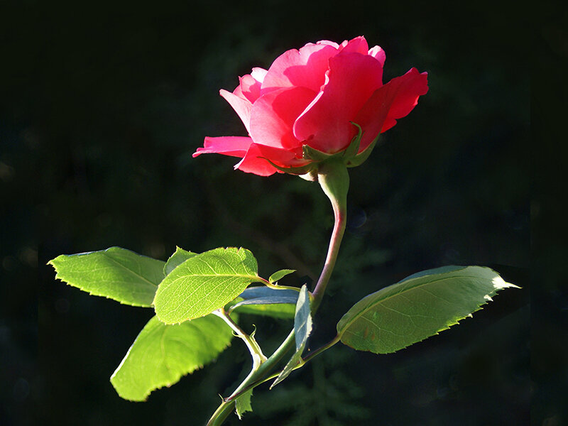 Red Rose in Sunlight — Dramatic