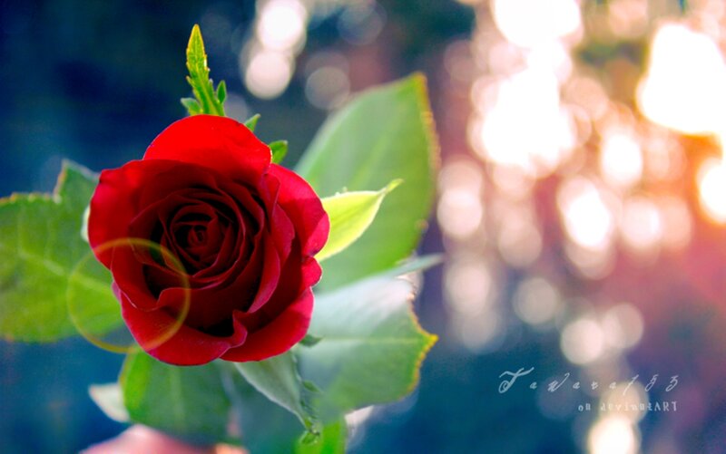 Red Rose in Sunlight — Serene, Sunset