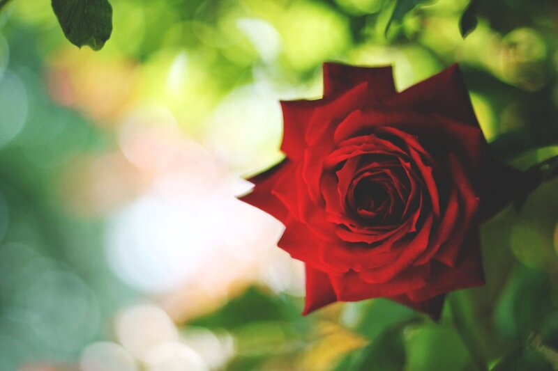 Red Rose in Sunlight — Serene