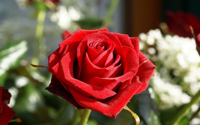 Red rose in sunlight