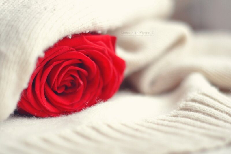 Red Rose in Sweater