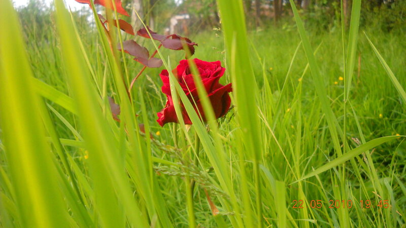 Red rose in tall grass