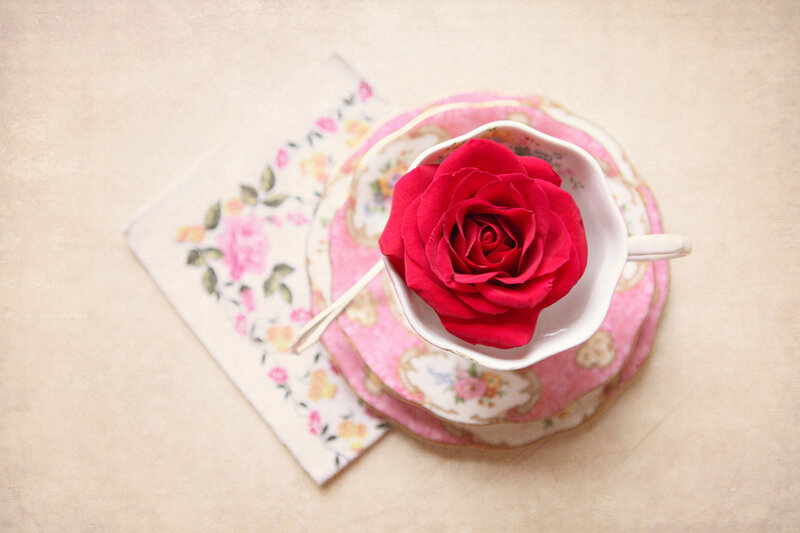 Red Rose in Teacup — Pink