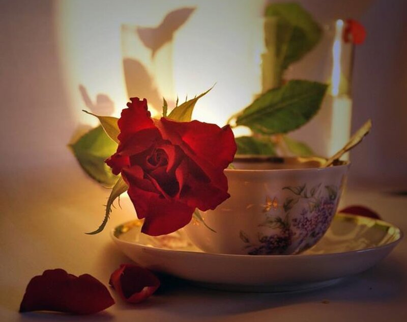 Red Rose in Teacup — Serene, Night