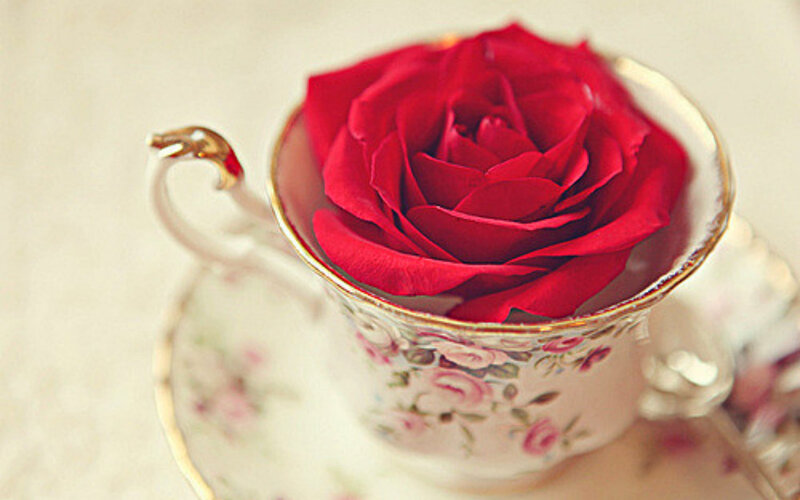 Red Rose in Teacup — Serene, Photograph
