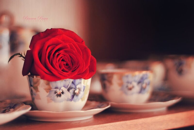 Red Rose in Teacup — Serene