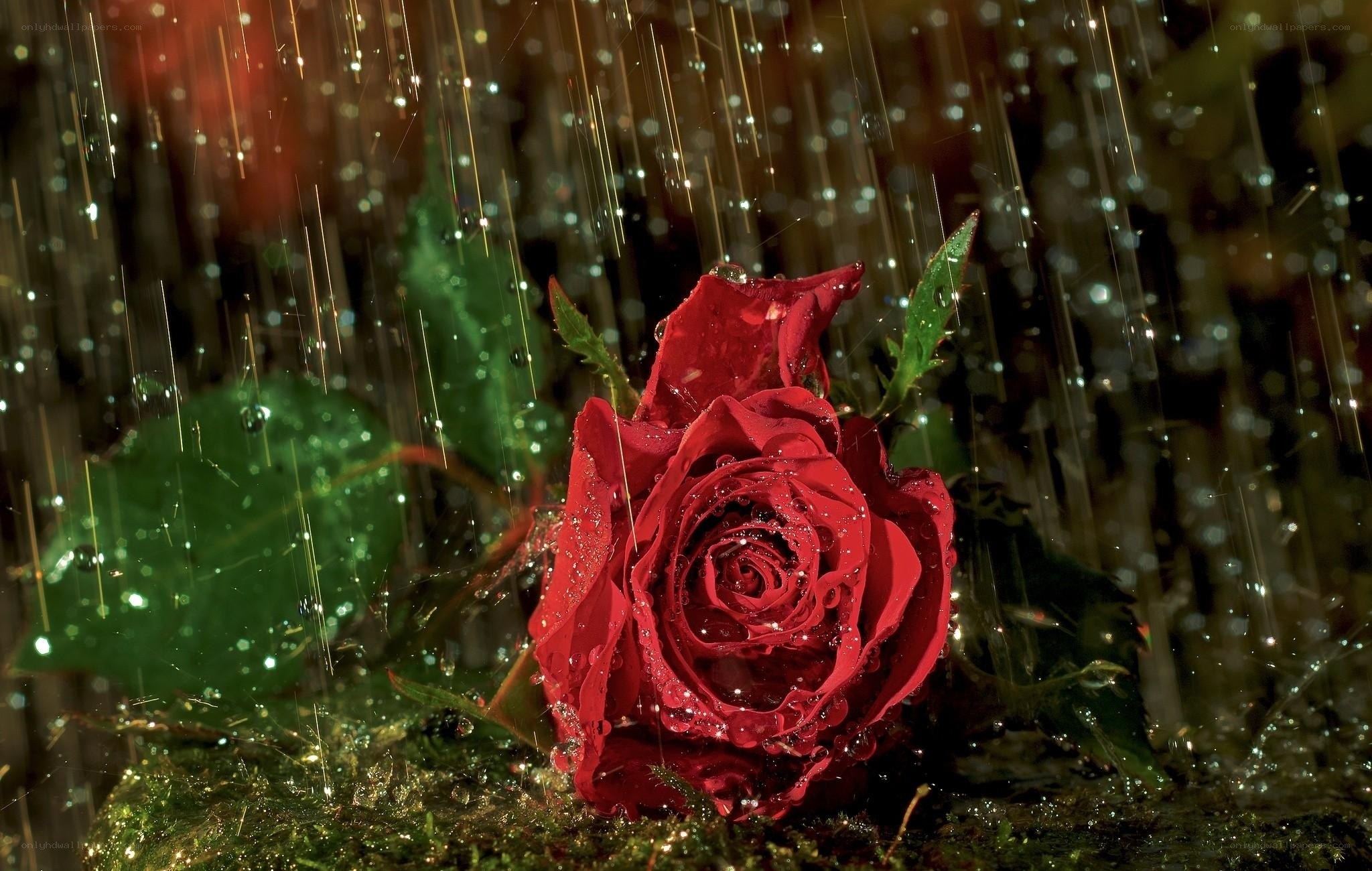 Red rose in the rain