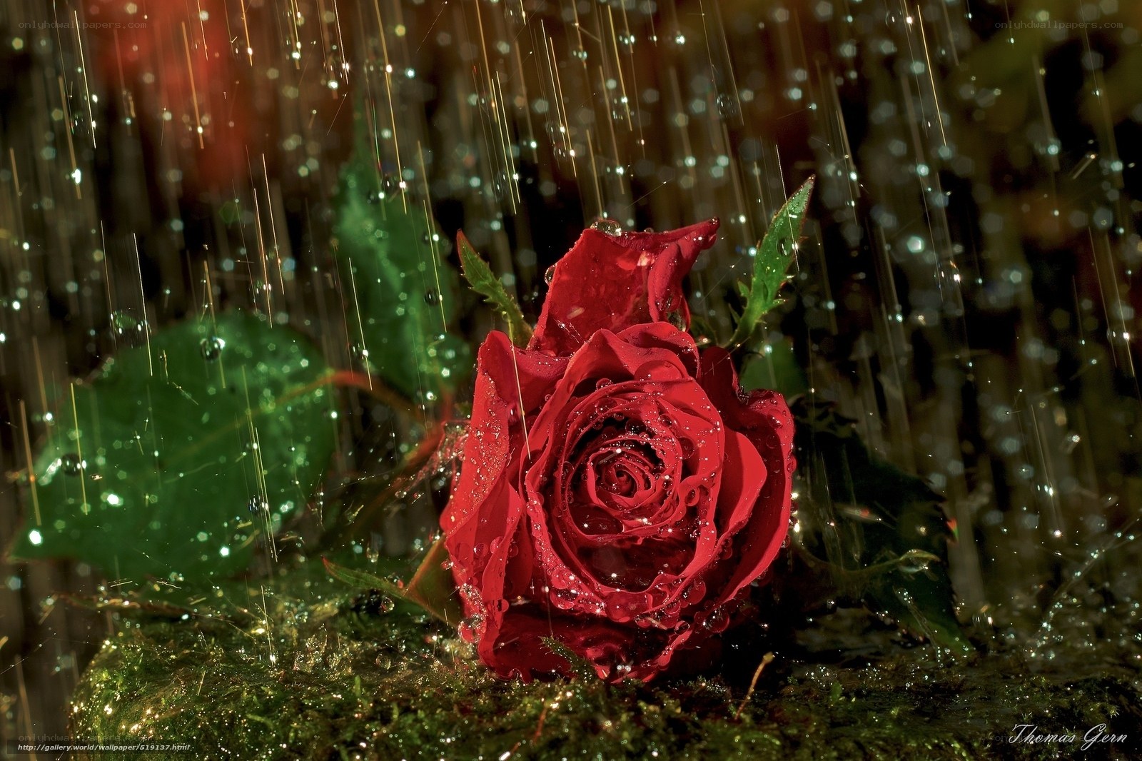 Red rose in the rain