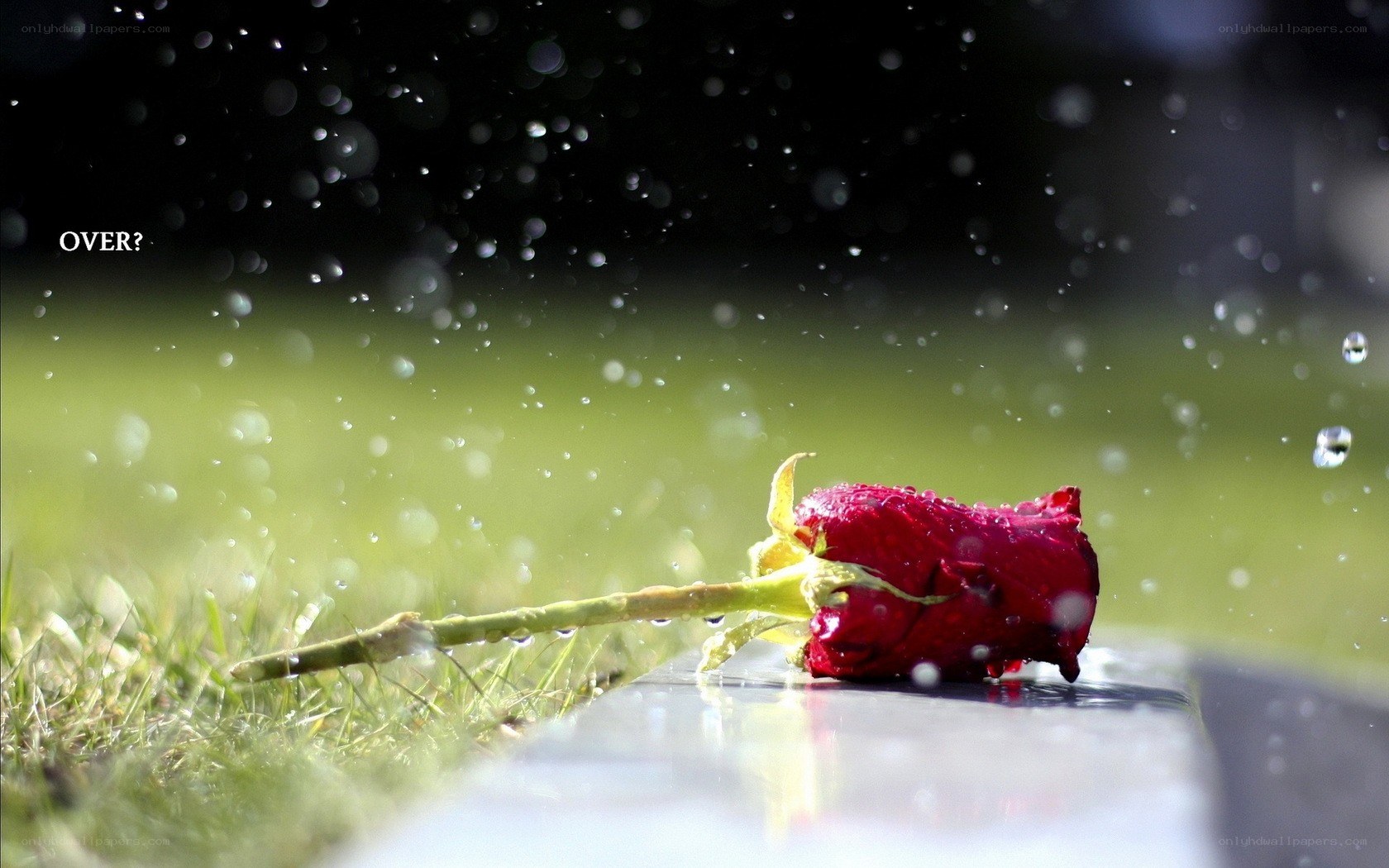 Red rose in the rain