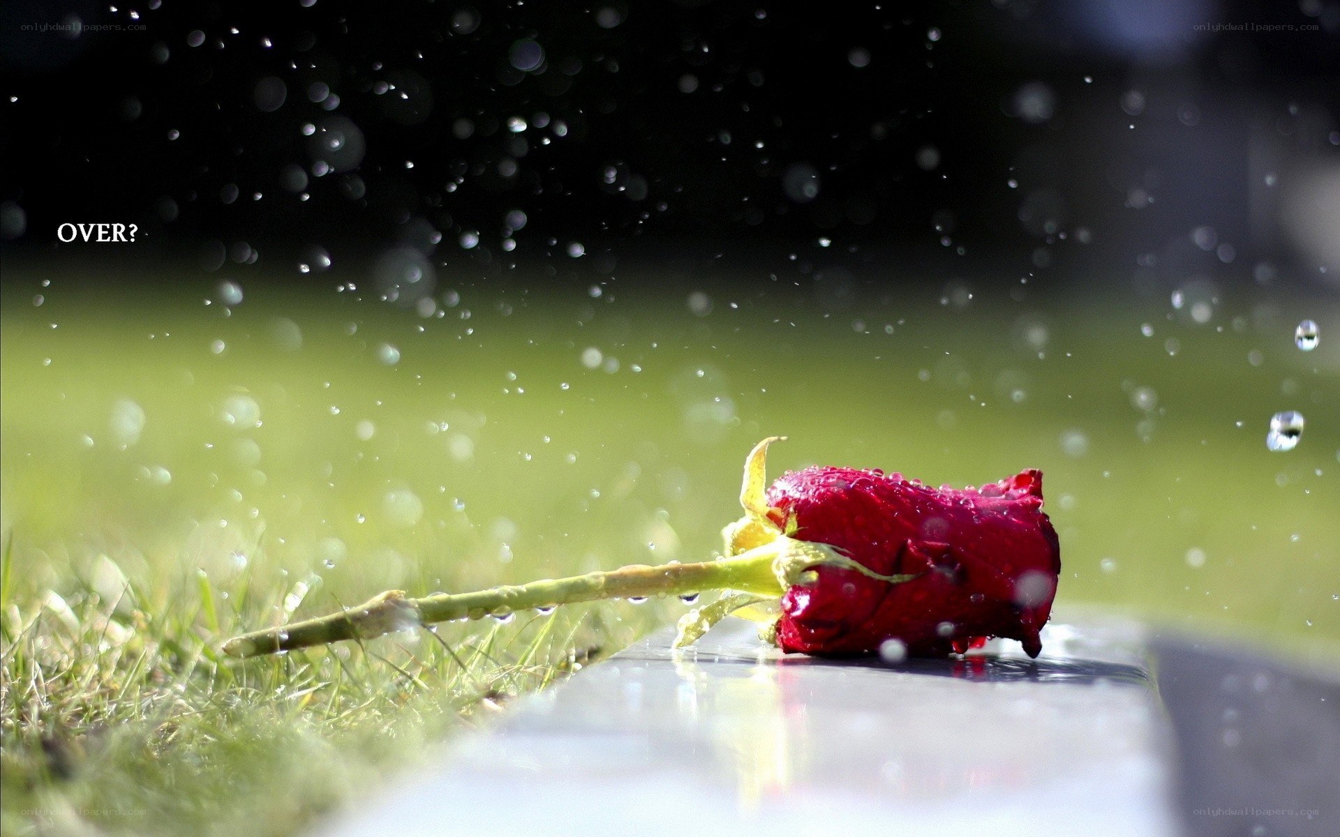 Red rose in the rain